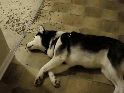 Someone’s gone on a kibble bender.