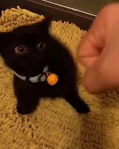 MaN SuRviVeS sAVaGE PaNThEr AtTaCk