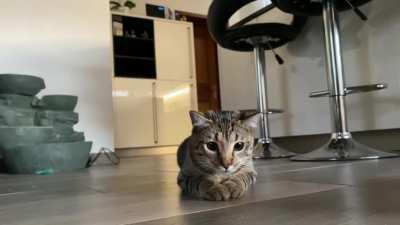 He will catch the red dot one day!