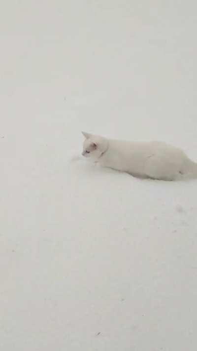 Wind+snow+kitten=derp