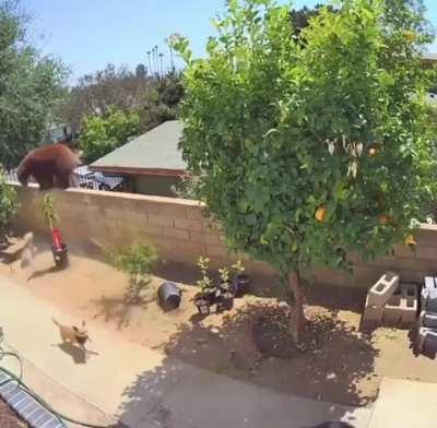 Bn ca miam luat catea de bengalez a bagat teroaren urs