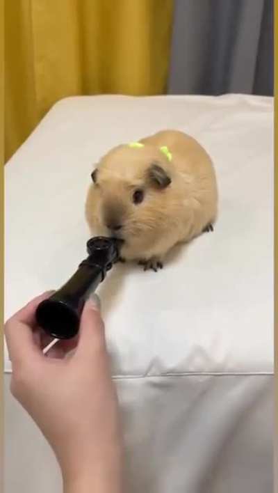 He spreads the song of his people