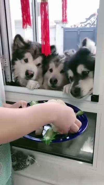 Doggos enjoying their vegetables