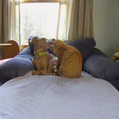 Joule and Kelvin are best friends