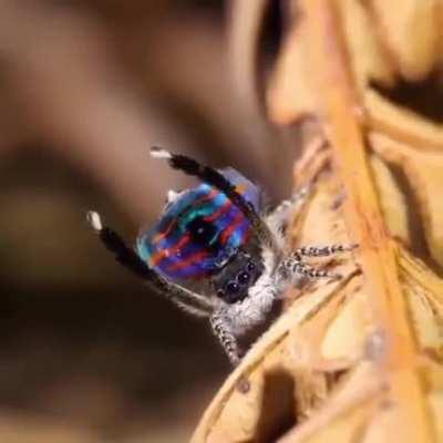Peacock spider 🕷️
