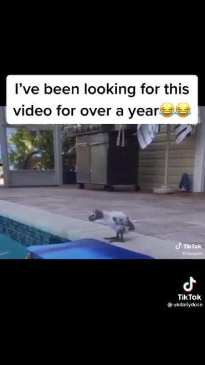 What do i have with these animal commentary&rsquo;s 😂