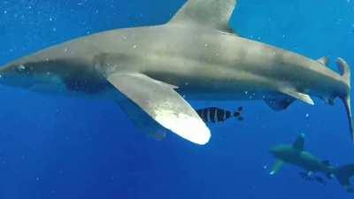 Brothers Islands, Red Sea, 2018