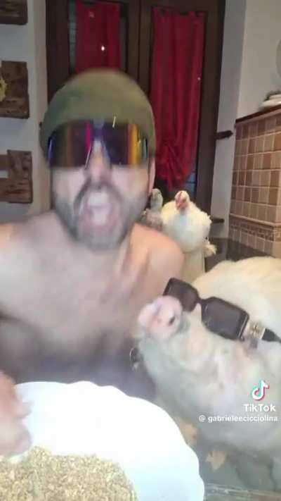 Average PIGS on their one day off every 6 weeks.