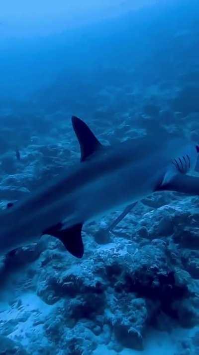 Absolutely gorgeous female thresher. It's almost like she's saying 