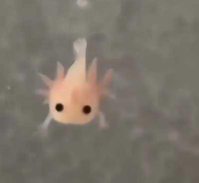 A newly born axolotl