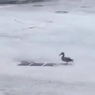 Human saves ducklings for mama!