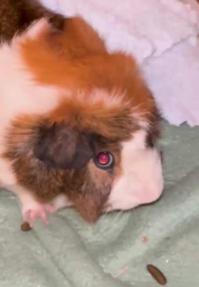 Me trying to tell the pigs of my guinea not to fight