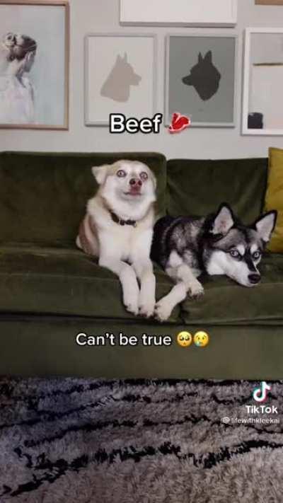 Reading her dog his allergy test results