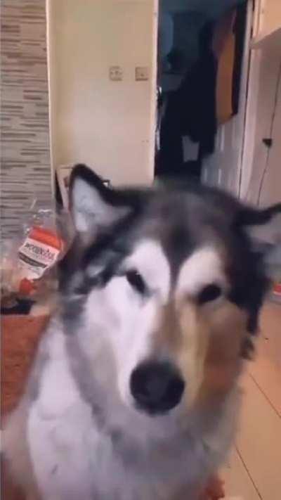 The things you do for food