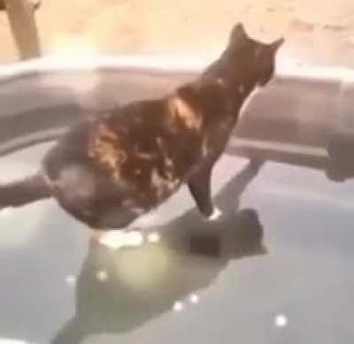 Miracle bungus wunks on water. (Real)