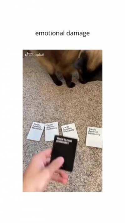 No hesitation from the cat