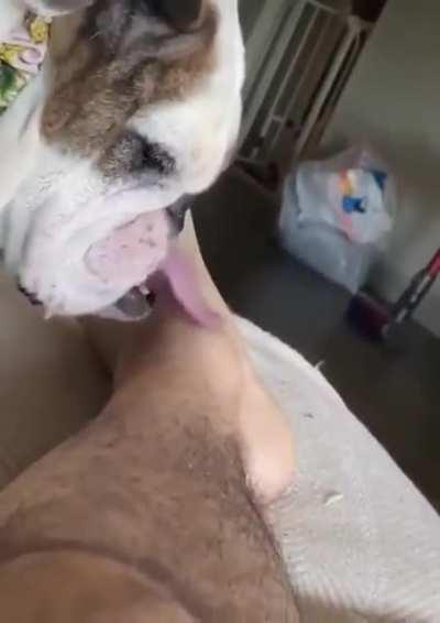 Dog.exe has stopped working