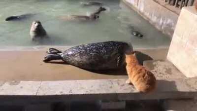 Seal Slap