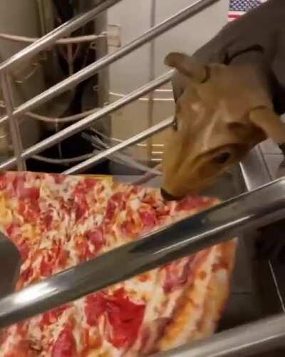 Pizza-Thieving Rat King, Consumer of the Hutt