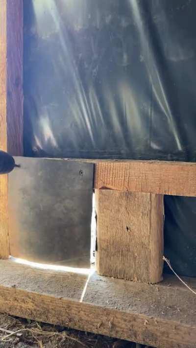 Ukrainian kitty checkpoint 🇺🇦