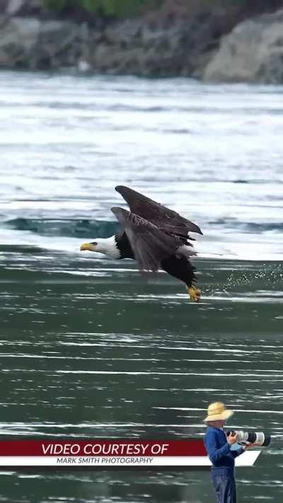 🔥Beautiful Bald Eagle getting a meal 🦅