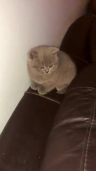 Totally fits the bill - he's a criminally Smol heart melter