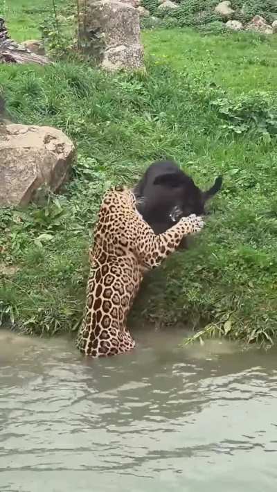 Kark'a and his mate Lehia playing. Look at his shoulder musculature. Isn't he stunning?