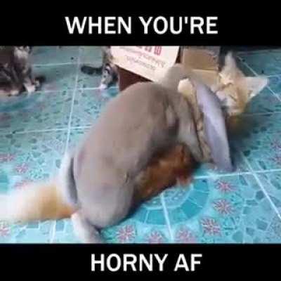 that poor cat though