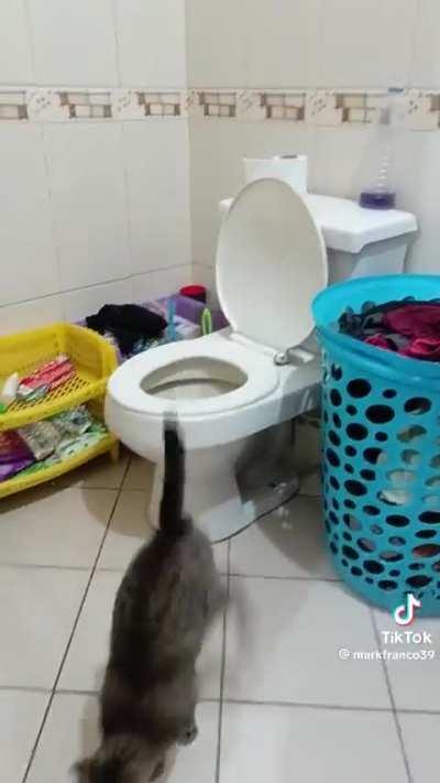 What a Smart Cat