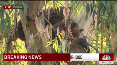 A bear family seen napping
