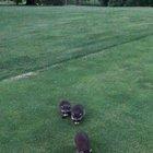 My dad ran into some friends on the golf course.