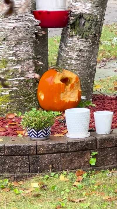 This house is made of food!