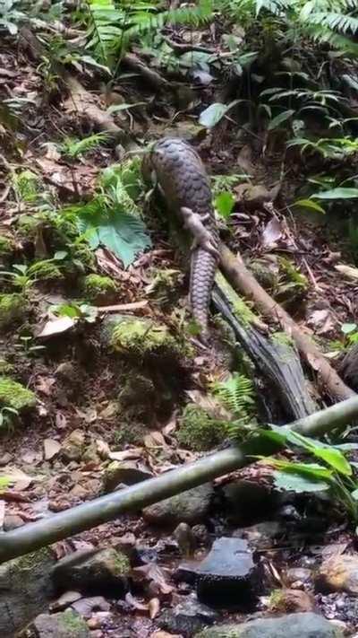 🔥Pangolin and its kid