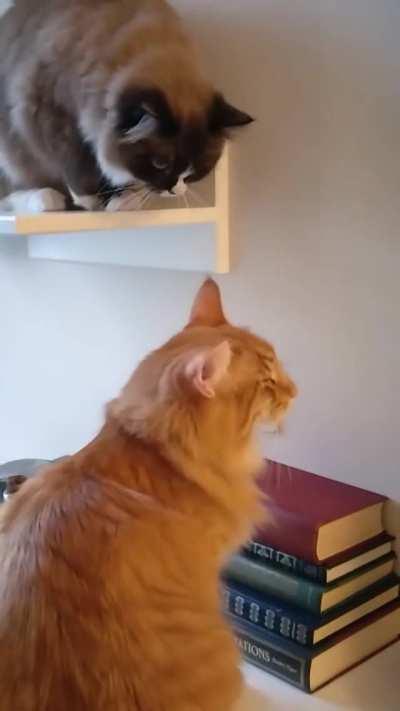 Wait for the right moment... (slow motion)