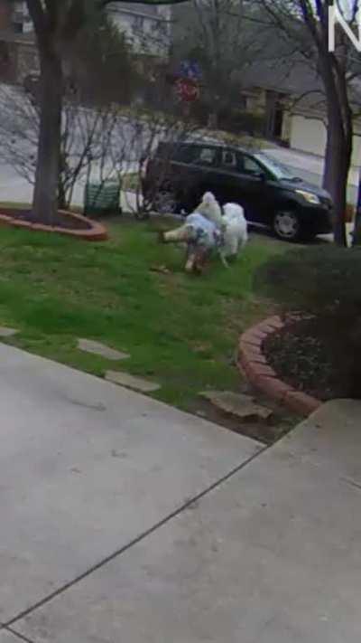 Made a mistake by being off guard and was dragged through yard by Great Pyrenees who determined to get squirrel