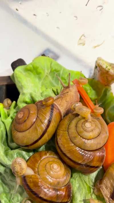 Snail family dinner 🍽️🥗🐌