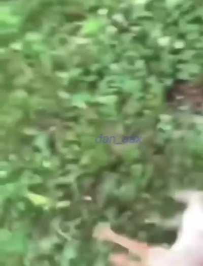 what’s up with this bunny