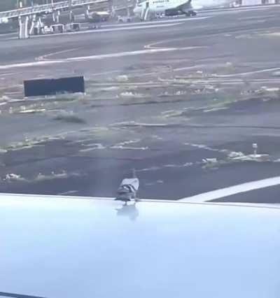 To fly or not to fly