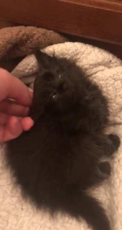 I’m fostering this criminal