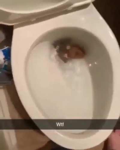 i lost faith in humanity long time ago but this is too much