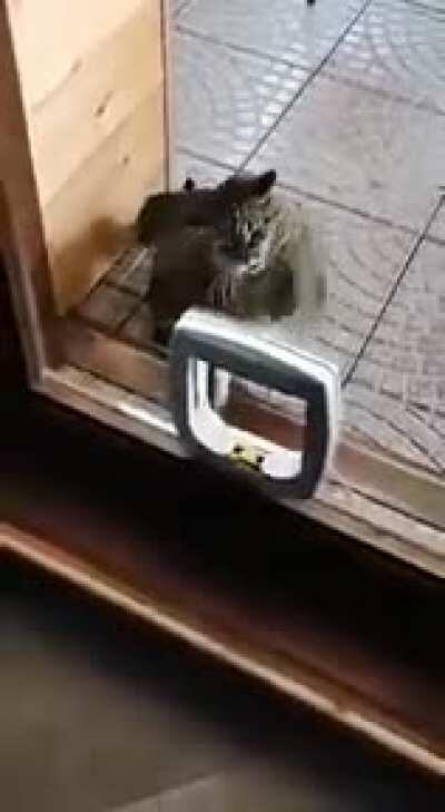 Future champ practicing speed ball... er, I mean speed flap. lol