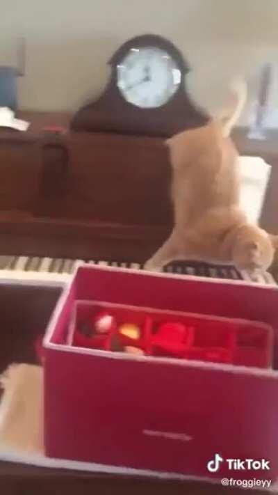 Cat vs piano