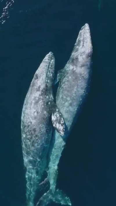 Whale Hugs & Synchronized Breathing, Magical.