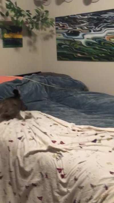 The cat appears, attack, and leaves