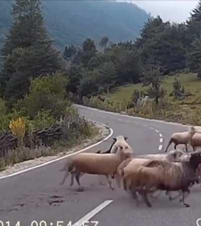 To walk in front of a herd of sheep