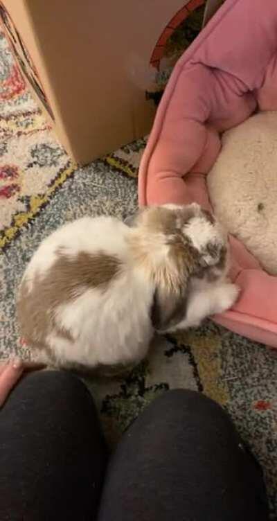 Not quite how the bed’s supposed to work but that’s alright 😂❤️