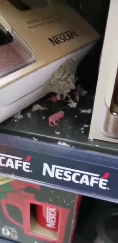 Newborn mice breaking out of a box on a store shelf