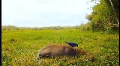 'Take my fleas away. Take my fleas away'