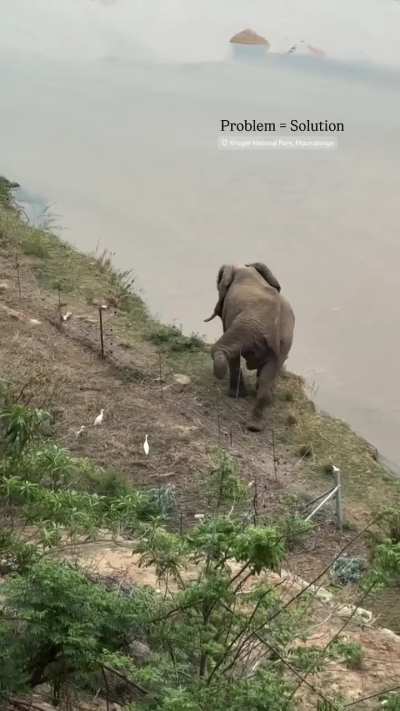 Elephant does not demolish fence, but scales it gently and gracefully