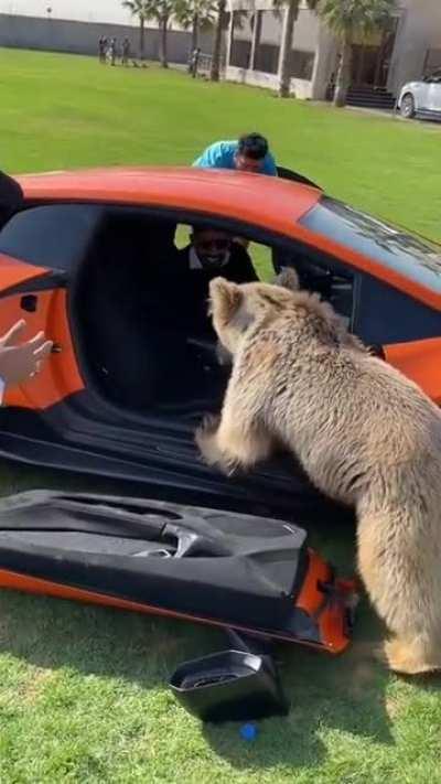Letting a bear get into your Lambo.